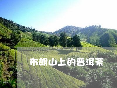 布朗山上的普洱茶/2023041051735