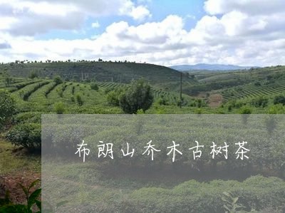 布朗山乔木古树茶/2023032646351