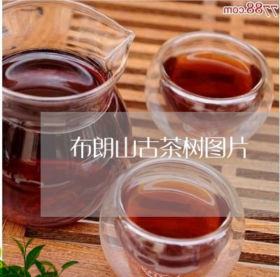 布朗山古茶树图片/2023032484937