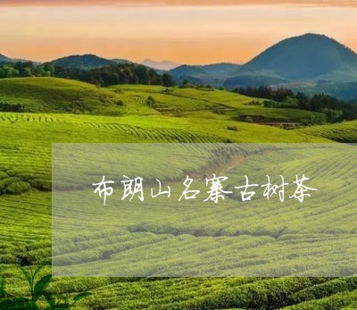 布朗山名寨古树茶/2023032629461