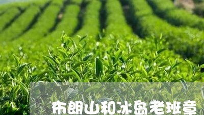 布朗山和冰岛老班章/2023031912937