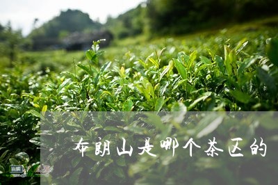 布朗山是哪个茶区的/2023041648159