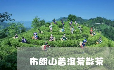 布朗山普洱茶散茶/2023041384737