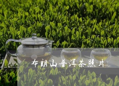 布朗山普洱茶照片/2023041377240