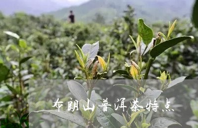 布朗山普洱茶特点/2023041483806