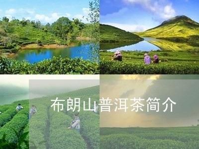 布朗山普洱茶简介/2023041364025