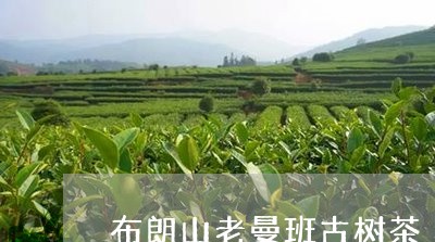 布朗山老曼班古树茶/2023032182160