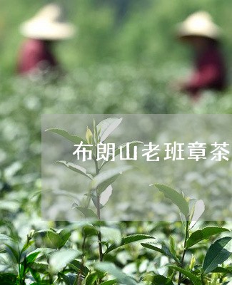 布朗山老班章茶区/2023032945249