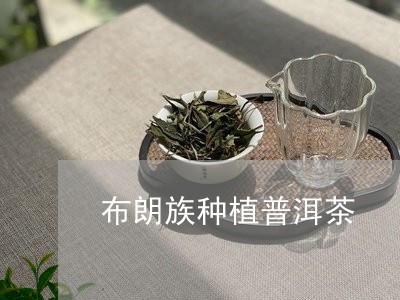 布朗族种植普洱茶/2023033011603