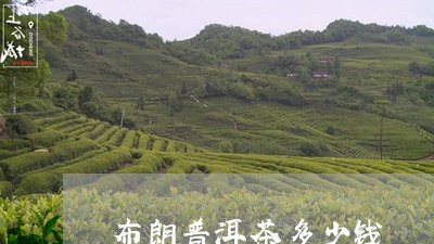 布朗普洱茶多少钱/2023041334049