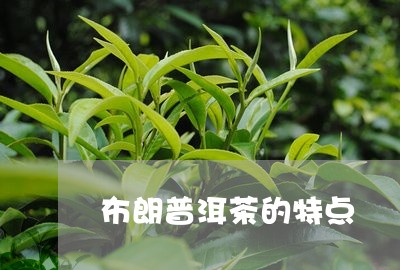 布朗普洱茶的特点/2023041329585