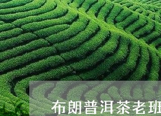 布朗普洱茶老班章/2023031739591