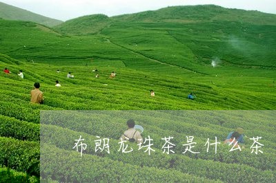 布朗龙珠茶是什么茶/2023032047593