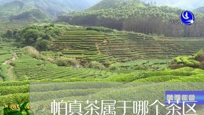 帕真茶属于哪个茶区/2023032024069