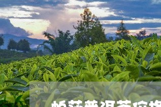 帕莎普洱茶价格表/2023033162793