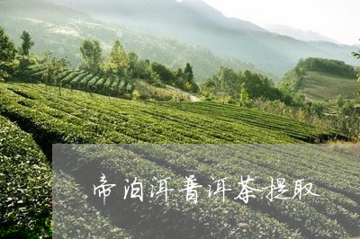 帝泊洱普洱茶提取/2023040154827