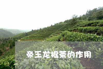 帝王龙根茶的作用/2023032458471