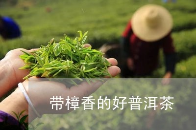 带樟香的好普洱茶/2023041179491