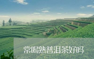 常喝熟普洱茶好吗/2023031761603