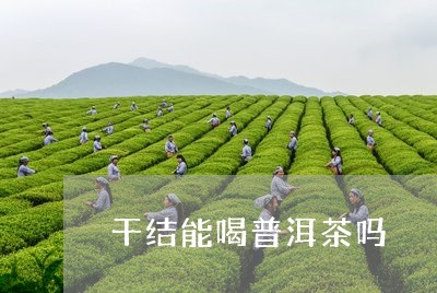 干结能喝普洱茶吗/2023031739626