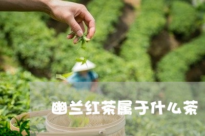 幽兰红茶属于什么茶/2023041649491