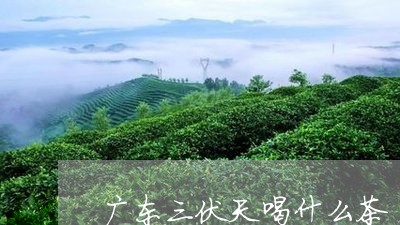 广东三伏天喝什么茶/2023041583928