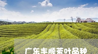 广东丰顺茶叶品种/2023032539605