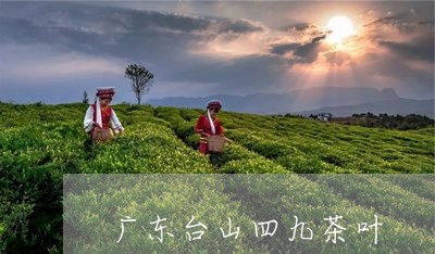 广东台山四九茶叶/2023032604168