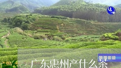 广东惠州产什么茶/2023032400594