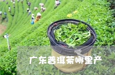 广东普洱茶哪里产/2023031736169