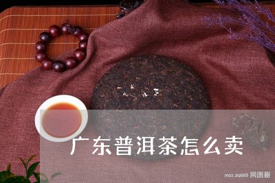 广东普洱茶怎么卖/2023041029262