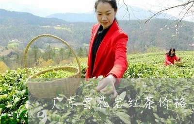 广东雪花岩红茶价格/2023041783736