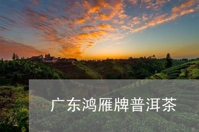 广东鸿雁牌普洱茶/2023041075268