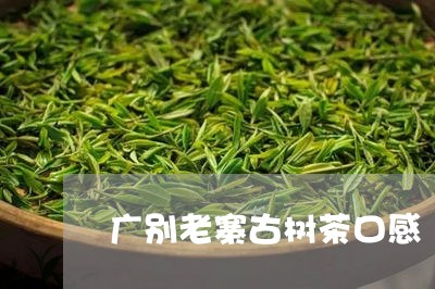 广别老寨古树茶口感/2023032209491