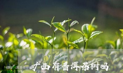 广西有普洱茶树吗/2023033095846