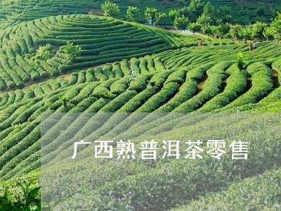 广西熟普洱茶零售/2023040112727