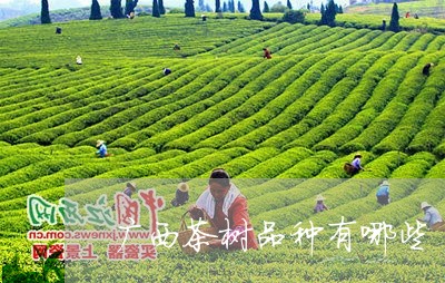 广西茶树品种有哪些/2023041718494