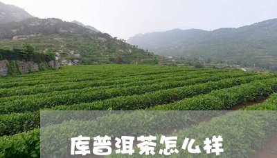 库普洱茶怎么样/2023033192714