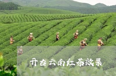 开古云南红茶效果/2023032514937