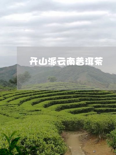 开山派云南普洱茶/2023041026050