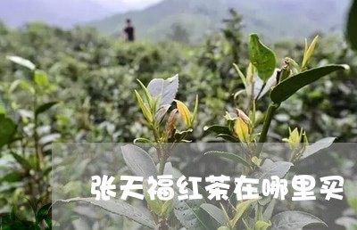 张天福红茶在哪里买/2023032052949