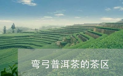 弯弓普洱茶的茶区/2023041135928