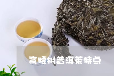 弯腰树普洱茶特点/2023041120804