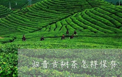 归昔古树茶怎样保存/2023032259504