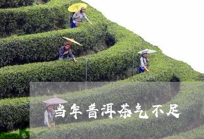 当年普洱茶气不足/2023040929405