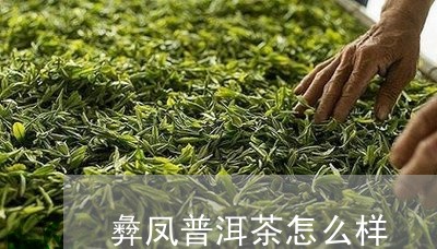 彜凤普洱茶怎么样/2023033134131