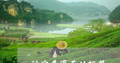 形容普洱茶的标签/2023041380606