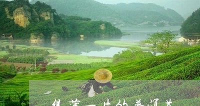 很薄一片的普洱茶/2023033159507