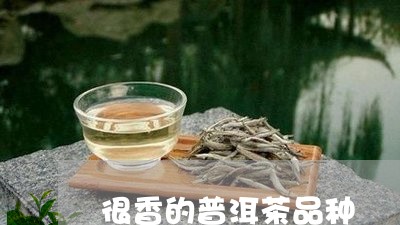 很香的普洱茶品种/2023041038370