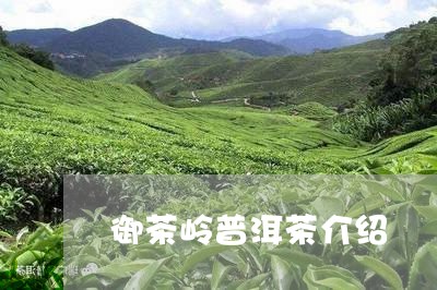 御茶岭普洱茶介绍/2023031880572